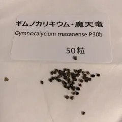 ギムノカリキウム・魔天竜 種子50粒 Gymnocalycium mazanense P30bのサムネイル