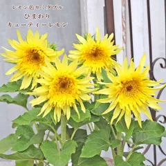 花苗 ひまわり ヒマワリ キューティーレモン 3号 パステル イエロー コンパクト 40〜60cm かわいい おしゃれ 丈夫のサムネイル