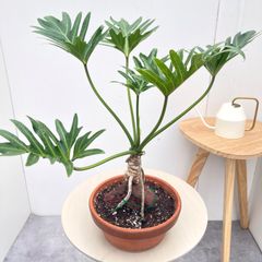 ザミオクルカス 斑入り 22【現品】☆希少☆ 観葉植物 室内 大型 - メルカリ