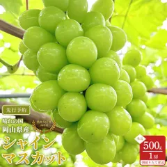 【予約販売7/15頃より順次発送】岡山県産シャインマスカット 500g1房 秀品 栽培期間中農薬不使用 農林大臣賞2度受賞 糖度16度以上 パリッと食感 芳醇な香り 種あり 皮ごとOK 贈答用 ギフト お中元 誕生日お祝い プレゼント高級ぶどう新鮮 採れたてのサムネイル