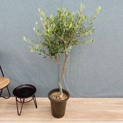 オリーブの木 シプレッシーノ 148cm❗ 8号鉢 本来の綺麗な葉色 整った