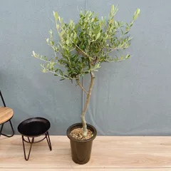 ［現品］9番　創樹　オリーブ　ルッカ　6号　観葉植物　屋外　オリーブの木　ベランダ　おしゃれ　自家結実性有のサムネイル