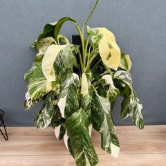 現品］【希少】1番 ドラセナ ハワイアンサンシャイン 8号 観葉植物