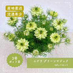 超稀少 北見福寿草 10芽 キタミフクジュソウ - メルカリ