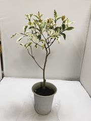 稀少】サカキカズラ 斑入り個体 - メルカリ