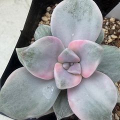 多肉植物🩷メビナ錦💛抜き苗 - メルカリ