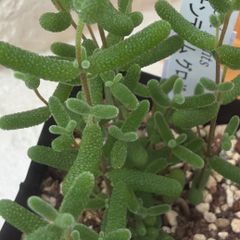 多肉植物🩷メビナ錦💛抜き苗 - メルカリ