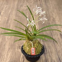 富貴蘭 綾錦 紺覆輪＋アントシニアンによる赤覆輪 | Mercari