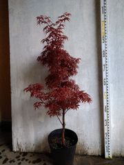 I様専用 モミジ 藤波錦｜オオモミジ系 H1m前後 もみじ 紅葉 - メルカリ