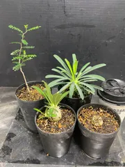 2026年最新】実生 多肉植物の人気アイテム - メルカリ
