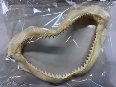 サメ 鮫 顎 歯 骨格標本 標本 インテリア 剥製 - メルカリ