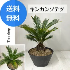 2026年最新】きんかんそてつの人気アイテム - メルカリ