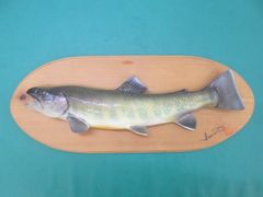 ハンドメイド 27cmヤマメ壁掛け フィギュア レプリカ 魚釣り 模型