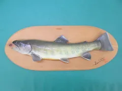 魚 剥製 いわな？ イワモト工房 静岡県(0625CI)7AT-1Sのサムネイル