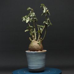 超激レア/極美/塊根植物】フィルミアナ フルゲンス 陶器鉢 鉢植え