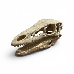 Duchin　スピノサウルス　オキサライア　頭蓋骨　レプリカ Duchin様 専用 スピノサウルス オキサライア 頭蓋骨 レプリカ - メルカリ