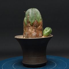 オオハマボウ盆栽 塊根植物 コーデックス 鉢植え - メルカリ