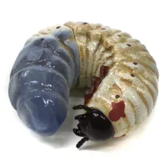 【中古】トレーディングフィギュア カブトムシ幼虫ペンスタンド デスクトップフィギュア 「一番くじ 昆虫 LIFE with INSECT」 E賞のサムネイル