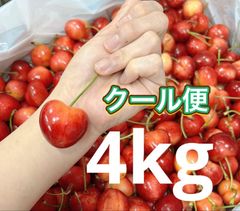 超希少8.5R 巨大レーニアチェリー 糖度25度超 4kg さくらんぼ クール便
