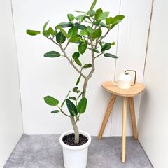 直接お引取■フィカスベンガレンシス/ベンガルゴム/観葉植物/180cm■曲り入 直接お引取□フィカスベンガレンシス/ベンガルゴム/観葉植物/180cm