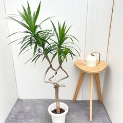 ザミオクルカス 斑入り 22【現品】☆希少☆ 観葉植物 室内 大型 - メルカリ
