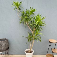 エバーフレッシュ 141cm 8号 S-shaped tree form エバーフレッシュ 140cm8号 S-shaped tree form - メルカリ