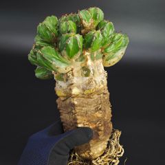 ユーフォルビア ハンディエンシス ①特大古木 実生株 イタリア