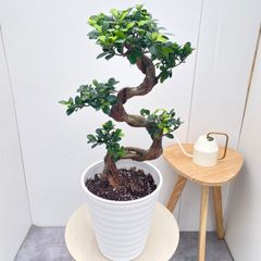 もん様専用」ガジュマル 8の字仕立て - メルカリ