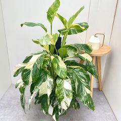 スパティフィラム ピカソ SPATHIPHYLLUM cv. `PICASSO` - メルカリ