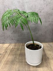 幹極太 エバーフレッシュ 盆栽 天然苔仕立て 陶器鉢 植え込み発送