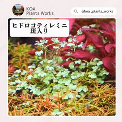 ホシクサ・クチホワイト 水中葉1株 アクアリウム 水草 - メルカリ