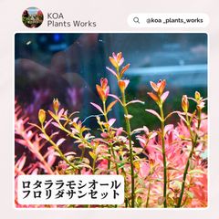 ホシクサ・クチホワイト 水中葉1株 アクアリウム 水草 - メルカリ