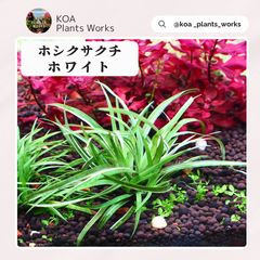 希少・写真現物】 ホシクサ・クチホワイト おまけ付き - メルカリ