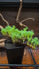 Monsonia multifida モンソニア・ムルチフィダのサムネイル