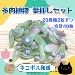 多肉植物　韓国苗 葉挿し 20品種各2枚セットのサムネイル