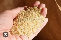 令和７年　山形県産　はえぬき　玄米１０キロ　１０ｋｇ　　精米　送料無料のサムネイル