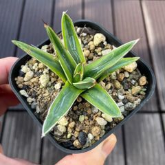 アガベ Agave ブルーフレイム アテナータ ハイブリッドアガベ 多肉植物