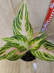 1点 希少レア アグラオネマ ピンク プレステージ 観葉植物 - メルカリ