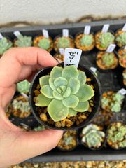 ❣️ゼリーオレンジ❣️現品 エケベリア 寄せ植え 多肉弁当 多肉植物