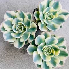 多肉植物　エケベリア　ルノーディーンセット　韓国苗のサムネイル