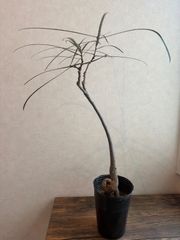 ボトルツリー】特大 4株 鉢ごと発送 送料込み 匿名配送 - メルカリ