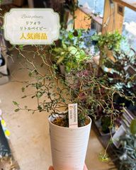 セファロタス ビッグボーイ(Big Boy)① 食虫植物 【匿名配送】 - メルカリ