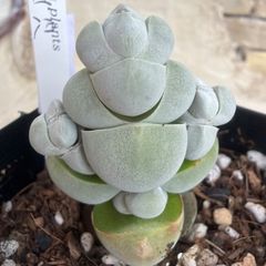 多肉植物🩶パシフィックグレース🩶センペルビウム 抜き苗 - メルカリ