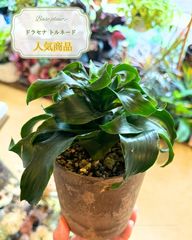 本物の春黄金ソテツ - メルカリ