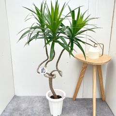 現品］【希少】9番 ドラセナ ナビー 龍 6号 観葉植物 室内 レア