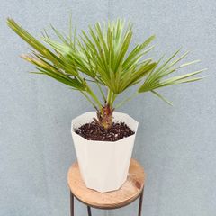 現品 チャメロプス 34番 観葉植物 インテリアグリーン ドライガーデン