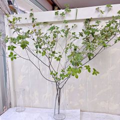 生花 ミヤマドウダン切り枝 180cm×1本規格品❣️ 深山ドウダン ミヤマ