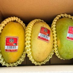 沖縄県産 マンゴー 3kg (7〜11玉) - メルカリ