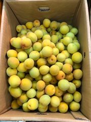 福井県産 新平太夫 梅 約4.5kg 新鮮 訳あり サイズ不揃い 手もぎ収穫品 
