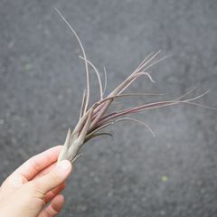 カウツキーハイブリッドパープル(tillandsia、チランジア、エア